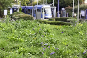 An image of a tram